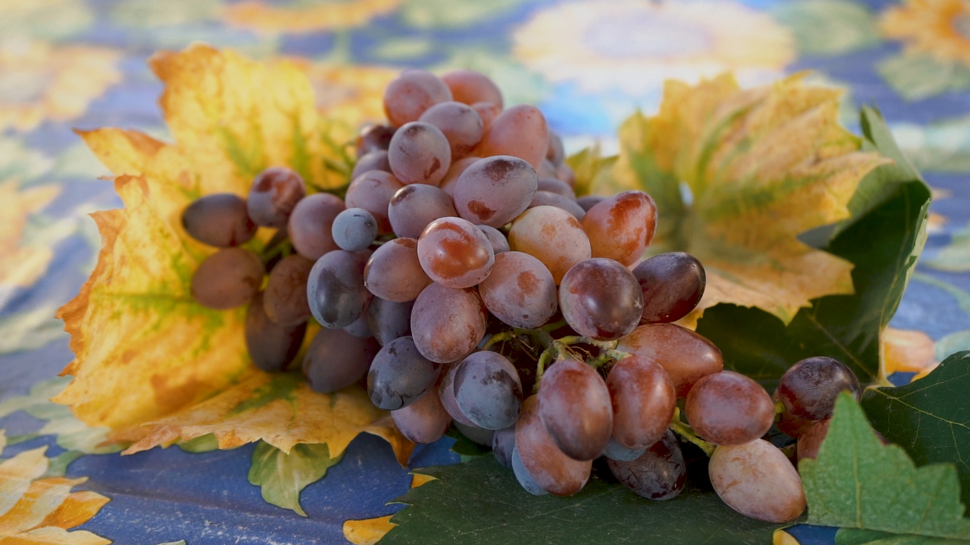 Egy szeptember végi érett fürt szőlő a világ valószínűleg legöregebb szőlőtőkéjéről